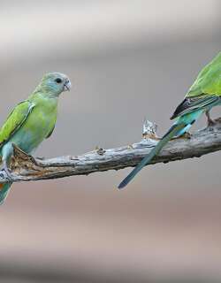 黑冠鹦鹉 / Hooded Parrot / Psephotellus dissimilis