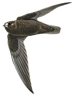 斑额黑雨燕 / Spot-fronted Swift / Cypseloides cherriei