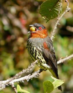 栗冠伞鸟 / Chestnut-crested Cotinga / Ampelion rufaxilla
