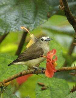 印度纯色啄花鸟 / Nilgiri Flowerpecker / Dicaeum concolor