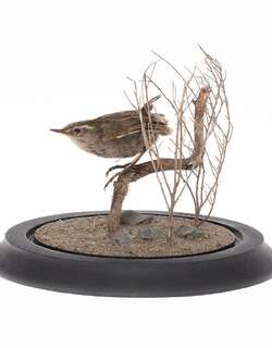 丛异鹩 / Bushwren / Xenicus longipes