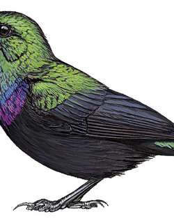 蓝紫胸花蜜鸟 / Violet-breasted Sunbird / Cinnyris chalcomelas