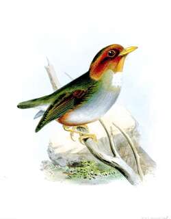 巾冠蚁鸫 / Hooded Antpitta / Grallaricula cucullata