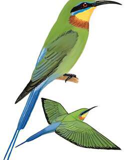 栗喉蜂虎 / Blue-tailed Bee-eater / Merops philippinus