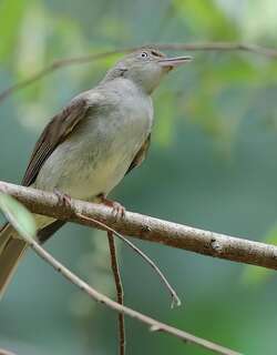 橄榄褐鹎 / Olive-winged Bulbul / Pycnonotus plumosus