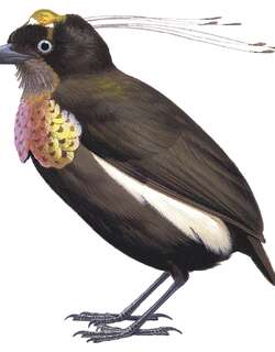 青铜六线风鸟 / Bronze Parotia / Parotia berlepschi