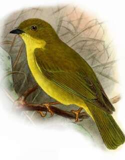 加利那小鹟 / Canary Flyrobin / Devioeca papuana