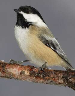 黑顶山雀 / Black-capped Chickadee / Poecile atricapillus