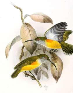 橙簇花蜜鸟 / Orange-tufted Spiderhunter / Arachnothera flammifera