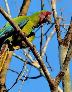 大绿金刚鹦鹉 / Great Green Macaw / Ara ambiguus