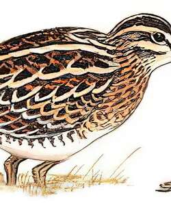 大沙锥 / Swinhoe’s Snipe / Gallinago megala