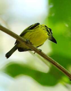 黄眉哑霸鹟 / Yellow-browed Tody-Flycatcher / Todirostrum chrysocrotaphum