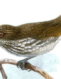 米岛侏穗鹛 / Visayan Pygmy Babbler / Dasycrotapha pygmaea