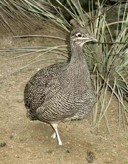 凤头䳍 / Elegant Crested Tinamou / Eudromia elegans