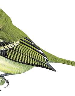 巴伊姬霸鹟 / Bahia Tyrannulet / Phylloscartes beckeri