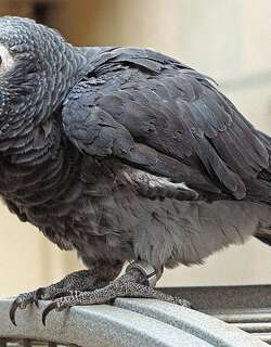 狮子山棕颈鹦鹉 / Timneh Parrot / Psittacus timneh