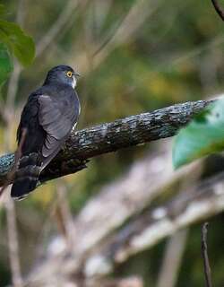 婆罗鹰鹃 / Dark Hawk-Cuckoo / Hierococcyx bocki