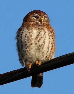 古巴鸺鹠 / Cuban Pygmy Owl / Glaucidium siju