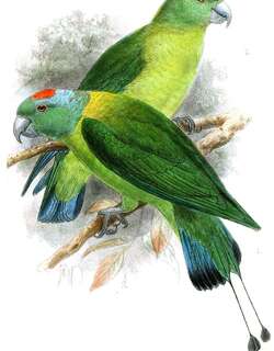 苏禄扇尾鹦鹉 / Blue-winged Racket-tail / Prioniturus verticalis