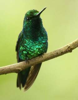西翠蜂鸟 / Western Emerald / Chlorostilbon melanorhynchus