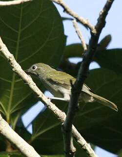 灰巾冠绣眼鸟 / Grey-hooded White-eye / Heleia pinaiae