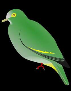 里氏果鸠 / Negros Fruit Dove / Ptilinopus arcanus