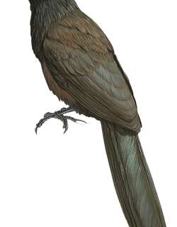 斯氏鸦鹃 / Black-hooded Coucal / Centropus steerii