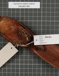 弯嘴鹛 / Papuan Babbler / Garritornis isidorei