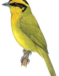 黄眉拟雀 / Orange-browed Hemispingus / Kleinothraupis calophrys