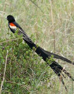 长尾巧织雀 / Long-tailed Widowbird / Euplectes progne