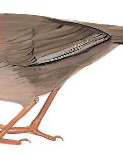 山噪鹛 / Plain Laughingthrush / Pterorhinus davidi