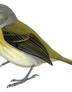 波多黎各莺雀 / Puerto Rican Vireo / Vireo latimeri