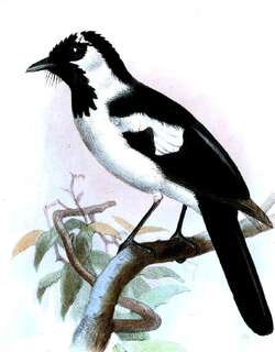 黑尾王鹟 / Black-tailed Monarch / Symposiachrus verticalis