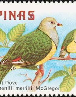 梅氏果鸠 / Cream-breasted Fruit Dove / Ptilinopus merrilli