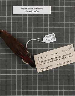 淡嘴火雀 / Landana Firefinch / Lagonosticta landanae