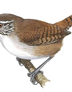 尼氏苇鹪鹩 / Niceforo’s Wren / Thryophilus nicefori