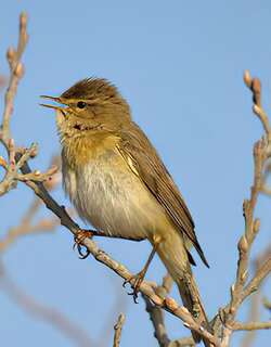 欧柳莺 / Willow Warbler / Phylloscopus trochilus
