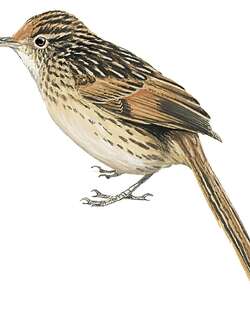 蓬尾卡纳灶鸟 / Scribble-tailed Canastero / Asthenes maculicauda