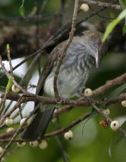 纹羽鹎 / Streaked Bulbul / Ixos malaccensis