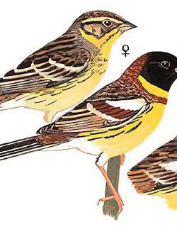 黄胸鹀 / Yellow-breasted Bunting / Emberiza aureola