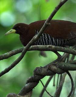 安达曼秧鸡 / Andaman Crake / Rallina canningi