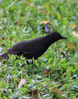 婆罗洲啸鸫 / Bornean Whistling Thrush / Myophonus borneensis