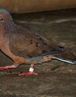 索岛哀鸽 / Socorro Dove / Zenaida graysoni