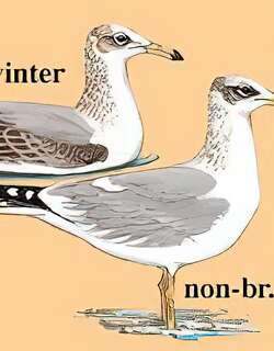 渔鸥 / Pallas’s Gull / Ichthyaetus ichthyaetus