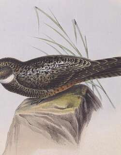 半领夜鹰 / Short-tailed Nighthawk / Lurocalis semitorquatus