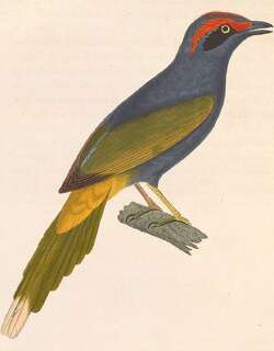 火眉红椋鸟 / Fiery-browed Starling / Enodes erythrophris