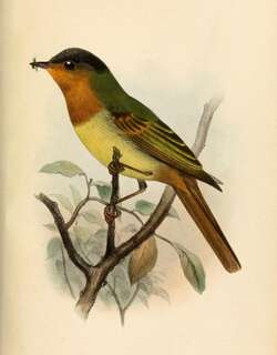 棕胸窄嘴霸鹟 / Rufous-breasted Flycatcher / Leptopogon rufipectus