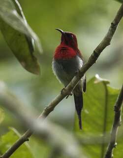 赤红太阳鸟 / Javan Sunbird / Aethopyga mystacalis