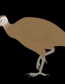 尼柯巴塚雉 / Nicobar Megapode / Megapodius nicobariensis