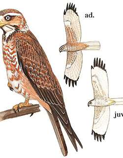 白眼鵟鹰 / White-eyed Buzzard / Butastur teesa
